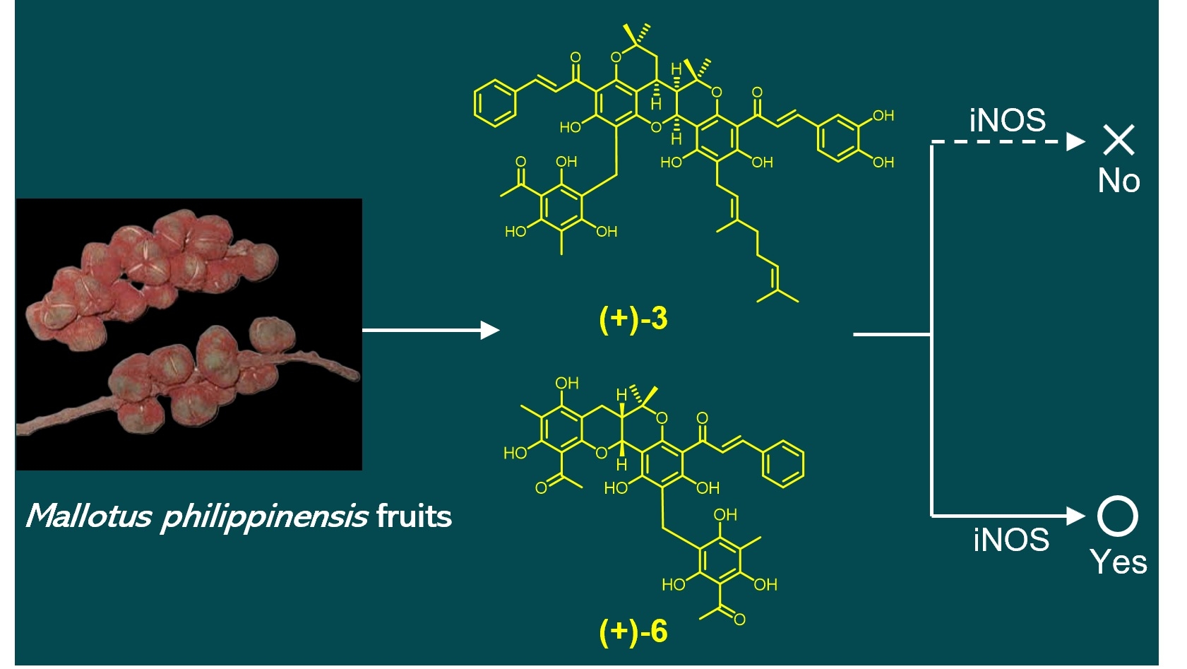 フィシオエナジェティック　テストキット生体化学物質Part 2 論文】Kieu Thi Hoang Yenさんの論文がJournal of Natural Productsに